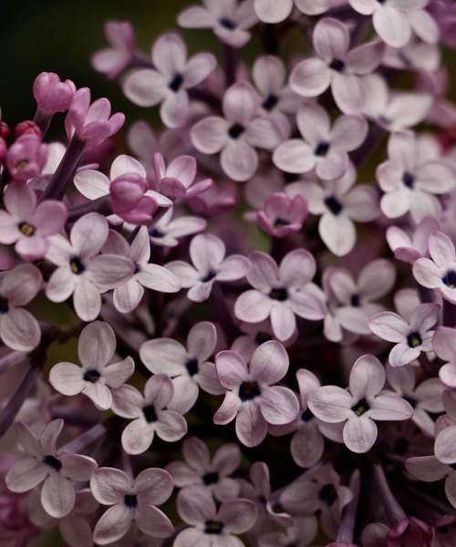 紫丁香花语（探索紫丁香花语的深层意义）