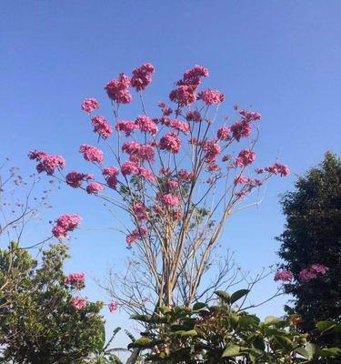 紫花风铃木的花语与美丽魅力（探秘紫花风铃木的意义与传说）