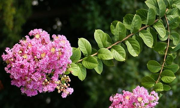 紫堇花的花语与含义（探索紫堇花的神秘花语世界）