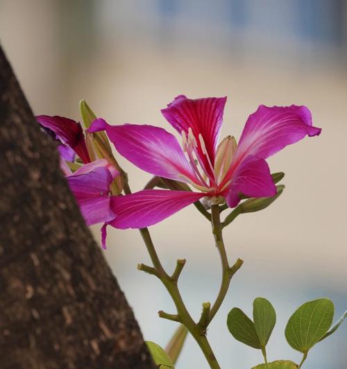 紫荆花的含义与象征（用花语传递爱与希望）