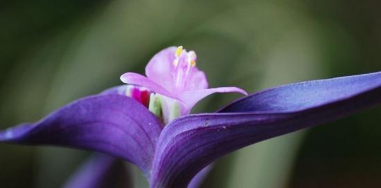 紫罗兰的花语和象征意义（探寻紫罗兰背后的隐含信息）