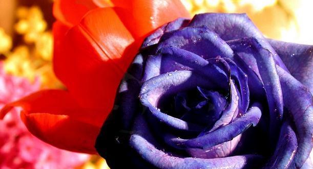 紫玫瑰的花语之深情浪漫（探寻紫玫瑰背后的情感象征）