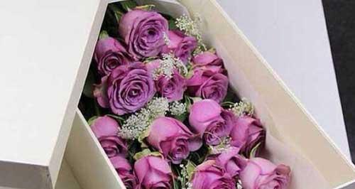 紫玫瑰的象征意义及其魅力（探索紫玫瑰的神秘与美丽）