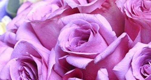 紫玫瑰的花语（探寻紫玫瑰的深层含义）