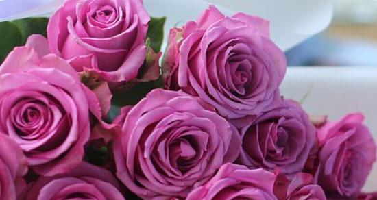 紫玫瑰的美丽与寓意（探索紫玫瑰的深刻象征意义）
