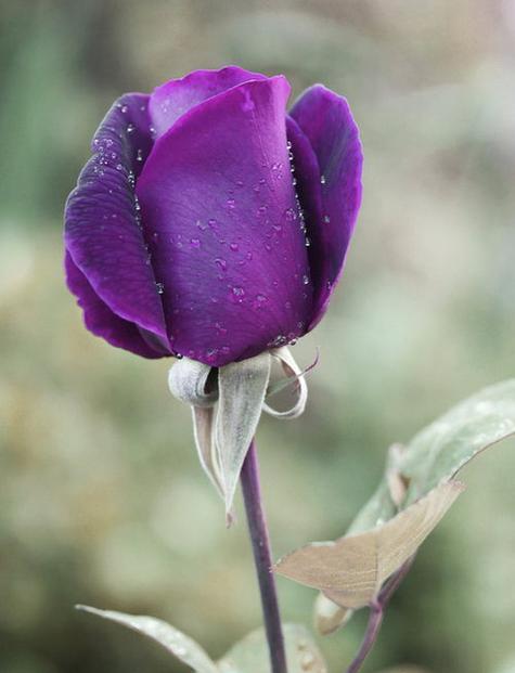 紫玫瑰花语——浪漫、神秘与追求（揭开紫玫瑰的花语之谜）