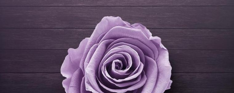 紫玫瑰的花语与含义（解读紫玫瑰所传达的情感与祝福）