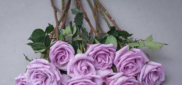 紫玫瑰花语的象征与寓意（唤醒心灵的神秘守护者——紫玫瑰）