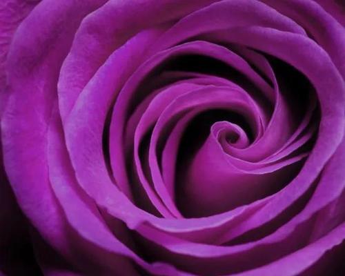 紫玫瑰的象征意义及其深远影响（紫玫瑰的神秘之美与独特象征）
