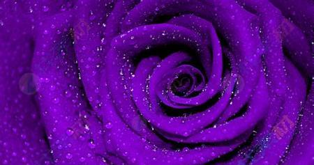 紫色玫瑰花的寓意及象征（探究紫色玫瑰花的神秘与浪漫之美）