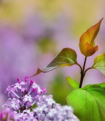 紫色丁香花的美丽与寓意（探寻紫色丁香花的花语与传说）