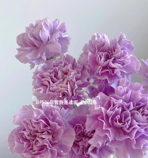 紫色康乃馨花语（紫色康乃馨）