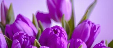 紫色康乃馨花语和寓意（探索紫色康乃馨的深刻内涵与美丽寓意）