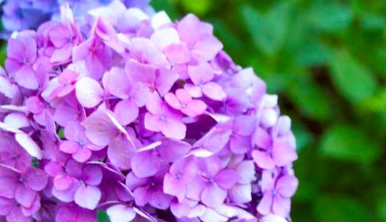 紫色马蹄莲，自然之美（万紫千红）