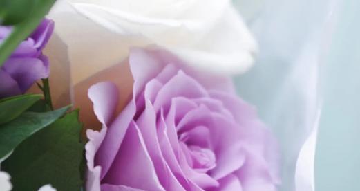 紫色玫瑰的花语和象征（浪漫的紫色玫瑰）