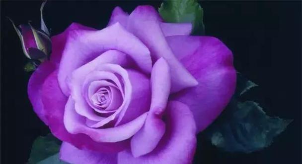 紫色玫瑰的花语与寓意（传递神秘与独特的美）