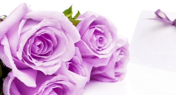 紫色玫瑰的花语与意义（探索紫色玫瑰所传达的情感和象征）
