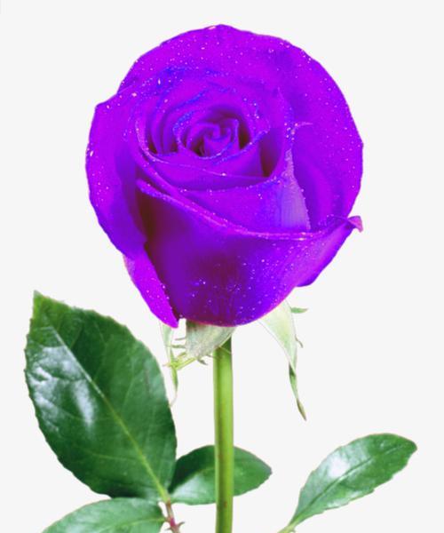 紫色玫瑰的寓意与象征意义（探秘紫色玫瑰的神秘之美）