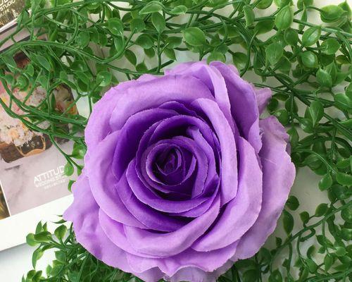 紫色玫瑰（花语揭示的奥秘与意义）