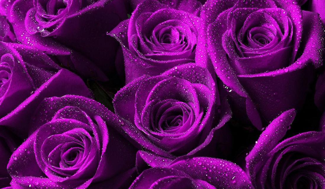 紫色玫瑰花的象征意义（深情与神秘的魅力）