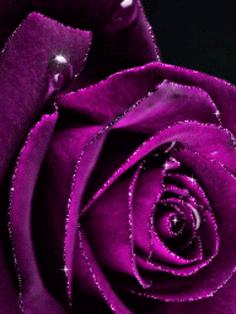 紫色玫瑰花的寓意（探寻紫色玫瑰花背后的象征意义）