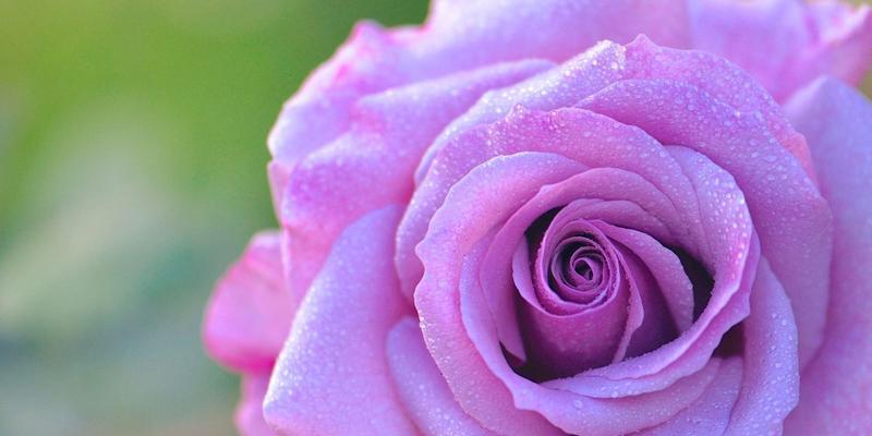 紫色玫瑰花语的意义及传达方式（揭示紫色玫瑰所蕴含的浪漫与神秘）