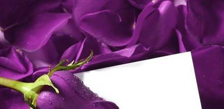 紫色玫瑰的花语之深情与神秘（解读紫色玫瑰的浪漫情怀与隐秘寓意）