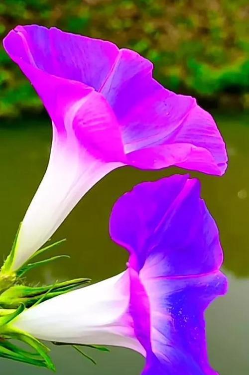 紫色玉兰花的美丽寓意与象征（探索紫色玉兰花背后的深意）