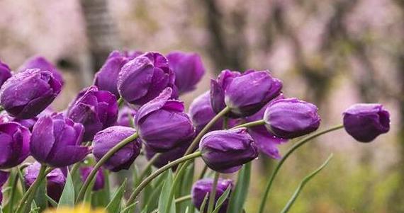 紫色郁金香花语（解读紫色郁金香的含义与魅力）