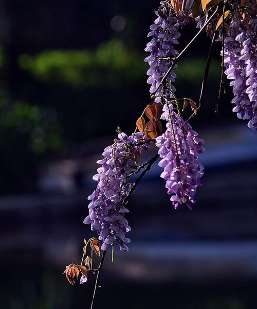 紫藤花的寓意——传递爱与希望的花语（深入探究紫藤花的含义与象征）