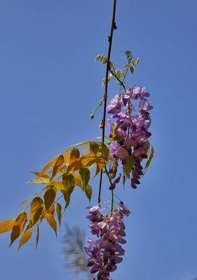 紫藤花的寓意——传递爱与希望的花语（深入探究紫藤花的含义与象征）