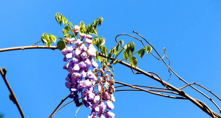 紫藤花的寓意——传递爱与希望的花语（深入探究紫藤花的含义与象征）