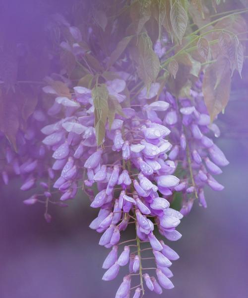 紫藤萝的花语与美丽传说（解读紫藤萝的花语）