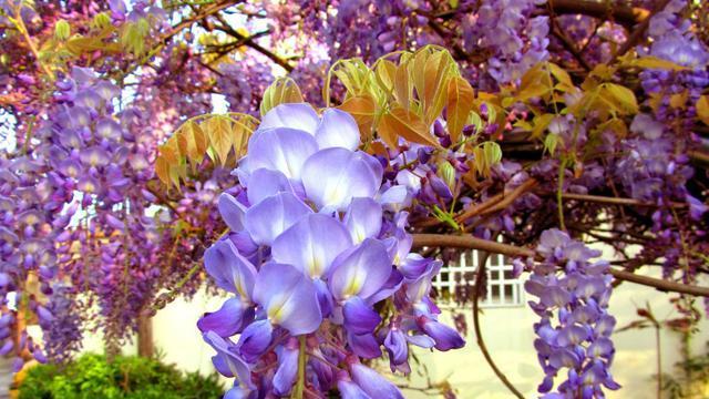 紫藤萝花语与寓意（探索紫藤萝的花语和象征意义）