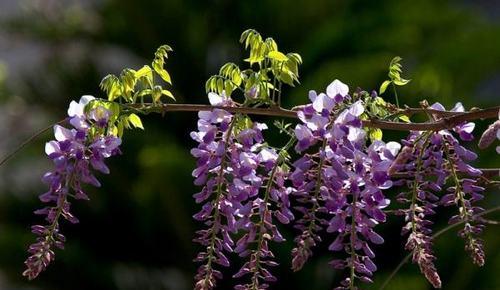 紫藤萝花语与寓意（探索紫藤萝的花语和象征意义）