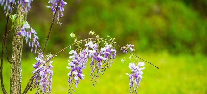 紫藤萝花语与寓意（探索紫藤萝的花语和象征意义）