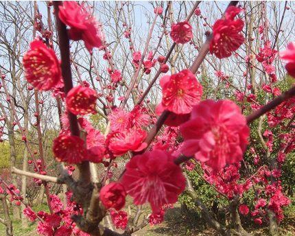 美人梅花期——冬日的花海