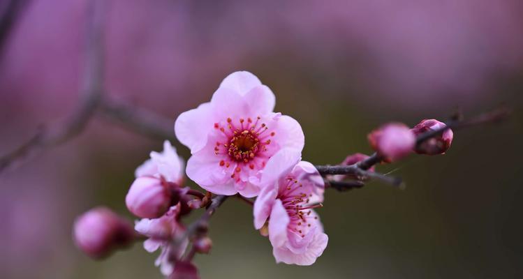 美人梅花期——冬日的花海