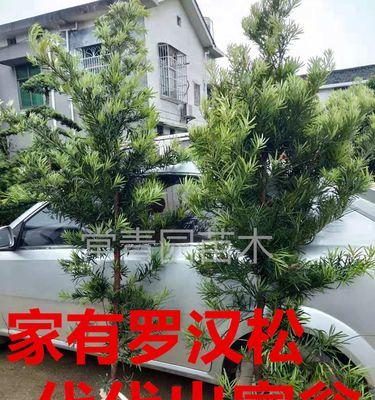 门前适合种罗汉松树吗（探究罗汉松树的适宜生长环境和种植方法）