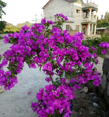 门前种三角梅，小区变花园（打造美丽家园）