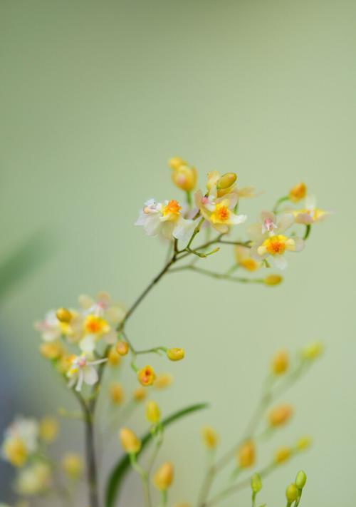 梦香兰香味有毒（梦香兰的神秘面纱和草药学的知识）