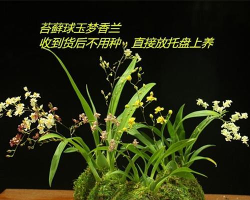 梦香兰的花期与开花次数（探秘梦香兰的开花规律和生长习性）