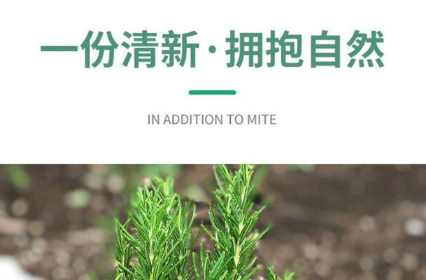 迷迭香的种植技巧（如何在家种植迷迭香）