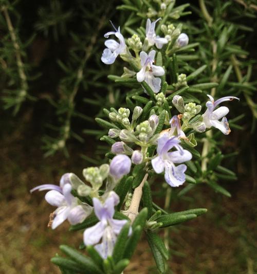 迷迭香的花期和开花时间（揭秘迷迭香开花的奥秘）