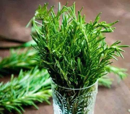 迷迭香，一种多年生草本植物（了解迷迭香的生长习性和药用价值）