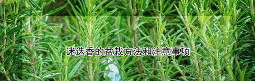 迷迭香繁殖方法与注意事项——让你轻松成为植物爱好者