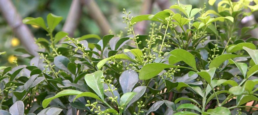 米兰花种植指南（养护技巧）