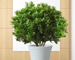 米兰是什么植物（探究米兰植物的分类和特点）