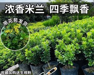 米兰四季开花的奇迹（探寻米兰四季花海的秘密）