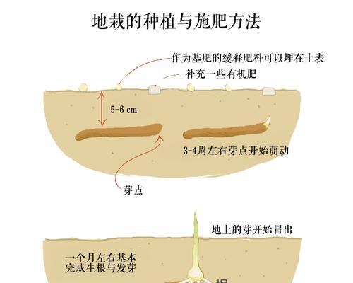 米兰叶子发蔫，如何解决（从根源出发）